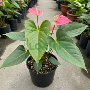 Anthurium Flamingo Plant
