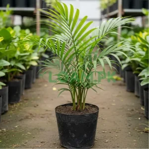 Areca Palm Plant