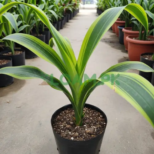 Buy Corn Leaf plant Buy Corn Leaf plant