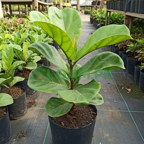 Buy Fiddle Leaf Fig plants online Buy Fiddle Leaf Fig plants online