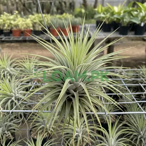 Buy premium air plants Buy premium air plants