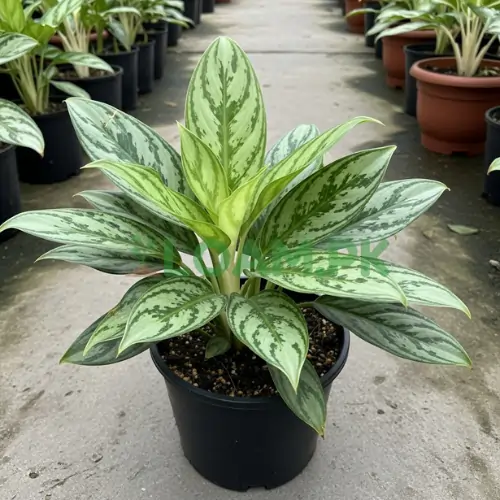 Chinese Evergreen Plant Chinese Evergreen Plant