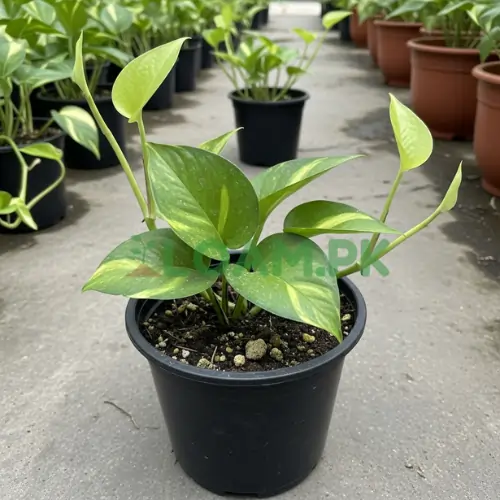 Devil's Ivy Pothos Plant Devil's Ivy Pothos Plant