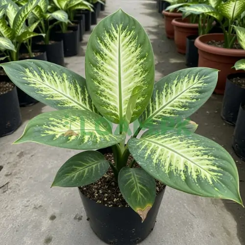 Dumb Cane Plant Dumb Cane Plant