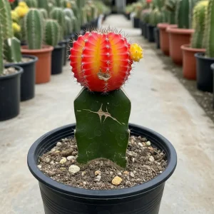Grafted Cactus Plant Grafted Cactus Plant