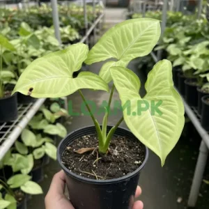 Half Moon Syngonium Plant