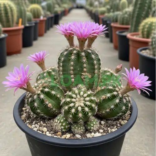 Lobivia Ancistrophora