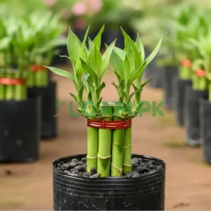 Lucky Bamboo Bunch