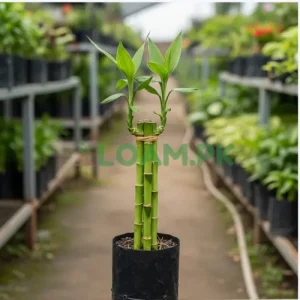 Lucky Bamboo Stick