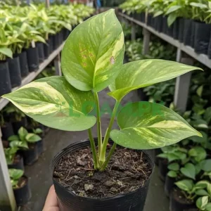 Manjula Pothos Plant