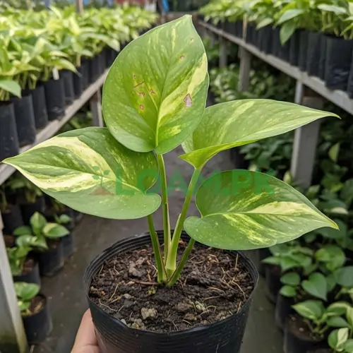 Manjula Pothos Plant Manjula Pothos Plant