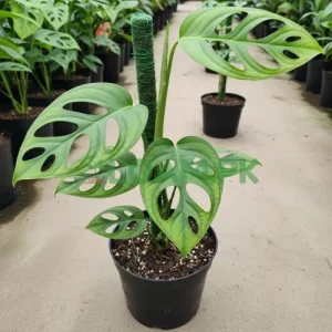 Monstera Adansonii Plant