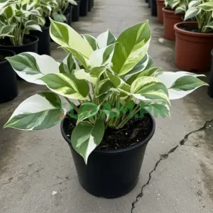N'Joy Pothos Plant