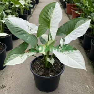Syngonium Albo Plant