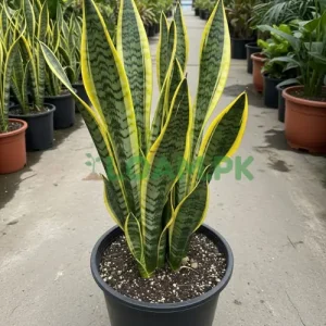 Variegated Snake Plant