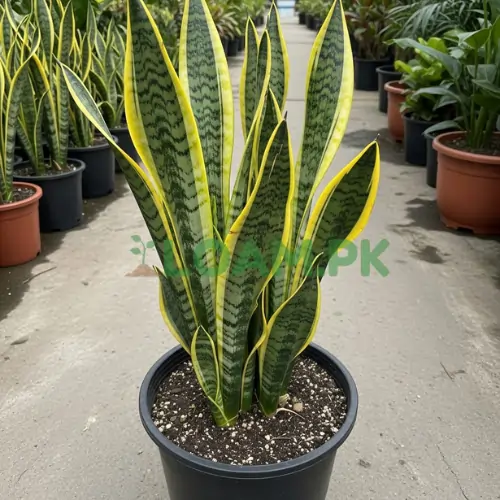 Variegated Snake Plant Variegated Snake Plant
