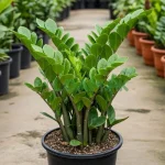 ZZ Plant Online
