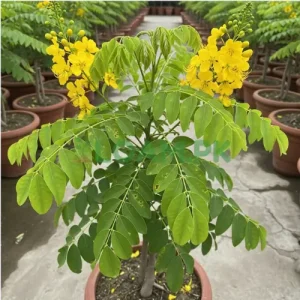 Amaltas Tree Yellow Flowers Amaltas Tree Yellow Flowers