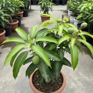 Anwar Ratol Mango Plant Anwar Ratol Mango Plant