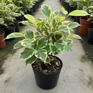 BUTTERFLY FICUS