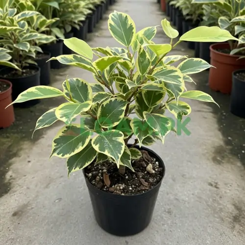 BUTTERFLY FICUS