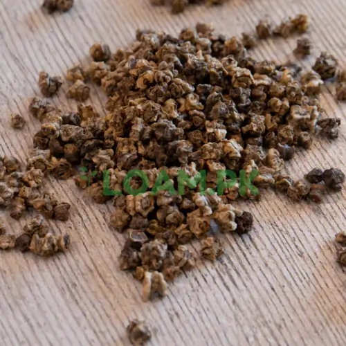 Beet Root Seeds Beet Root Seeds