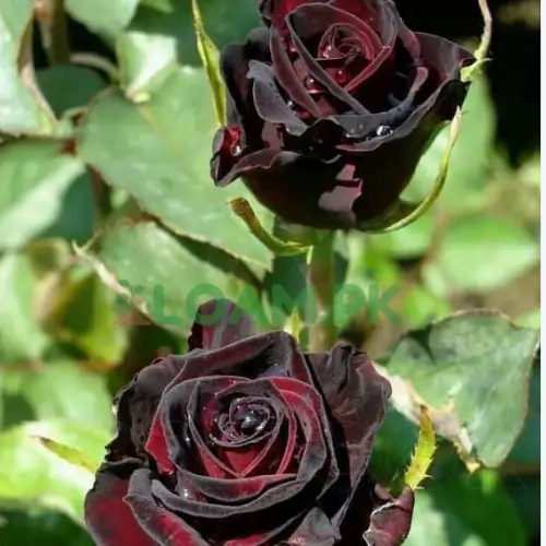 Black Rose (Gulab) plant Black Rose (Gulab) plant
