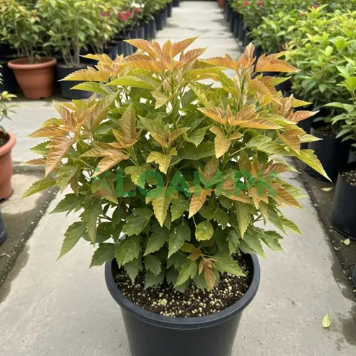 Buy Acalypha Hedge Plants Copper Leaf Online Buy Acalypha Hedge Plants Copper Leaf Online - Loam.pk