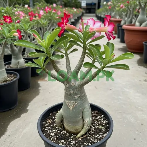 Buy Adenium Plant Buy Adenium Plant