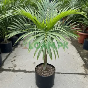 Buy Alexandra Palm