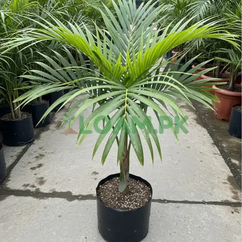 Buy Alexandra Palm