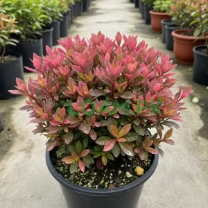 Buy Alternanthera Plants