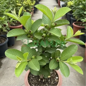 Buy Amrood Guava Tree Buy Amrood (Guava) Tree