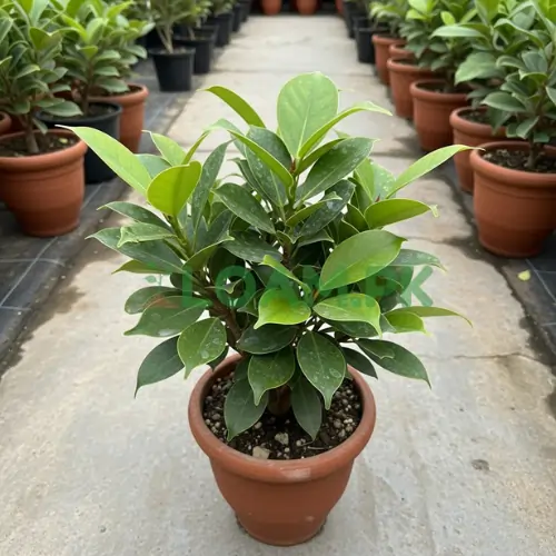Buy Banta Ficus Plant Buy Banta Ficus Plant