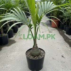 Buy Bottle Palm