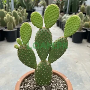 Buy Bunny Ears Cactus Buy Bunny Ears Cactus