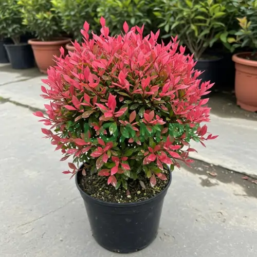 Buy Burning Bush Plant Buy Burning Bush Plant