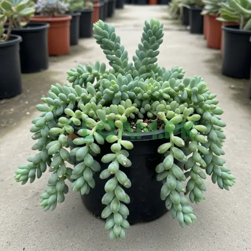 Buy Burro's Tail Plant Buy Burro's Tail Plant