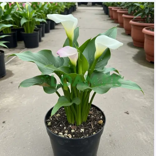 Buy Calla Lily Plant Buy Calla Lily Plant