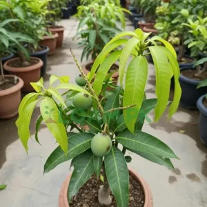 Buy Chaunsa Mango Plant Buy Chaunsa Mango Plant