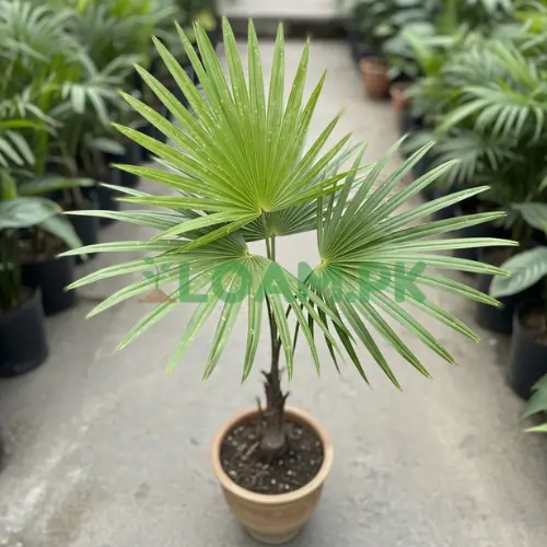 Buy Copernicia Wax Palm Buy Copernicia Wax Palm