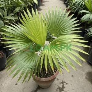 Buy European Fan Palm