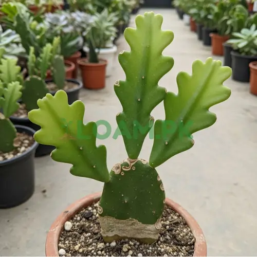Buy Fishbone Cactus online in Pakistan. Buy Fishbone Cactus online in Pakistan.