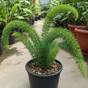 Buy Foxtail Fern