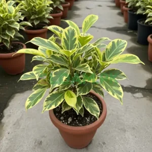 Buy Golden Ficus Plant