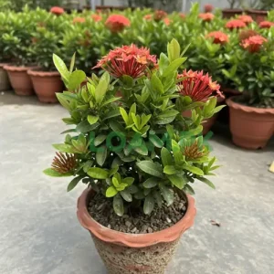 Buy IXORA Flower Plant