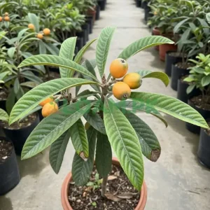 Buy Loquat Fruit Plant Buy Loquat Fruit Plant