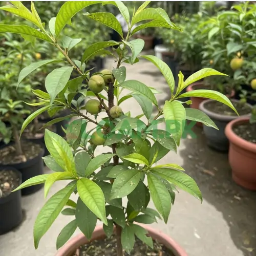 Buy Peach Tree Juicy Fruit