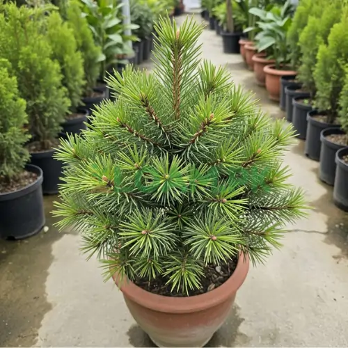 Buy Pine Tree online in Pakistan Buy Pine Tree online in Pakistan