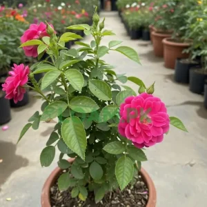 Buy Pink Rose Gulab Buy Pink Rose Gulab